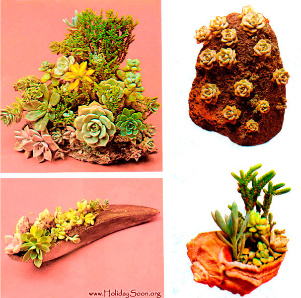Композиции из комнатных растений www.HolidaySoon.org