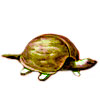 «Черепаха» из ореховой скорлупы